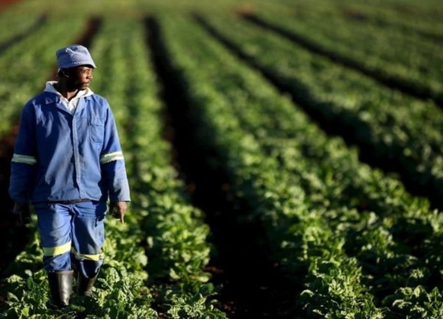 Farmer walking between crop rows